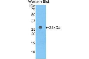 Western Blotting (WB) image for anti-alpha-1-B Glycoprotein (A1BG) (AA 22-219) antibody (ABIN1176303) (A1BG anticorps  (AA 22-219))