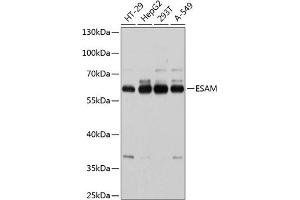 Western blot analysis of extracts of various cell lines, using ESAM antibody  at 1:1000 dilution. (ESAM anticorps  (AA 30-248))