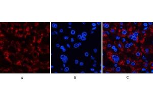 Immunofluorescence analysis of human liver tissue. (JAG1 anticorps  (Internal Region))