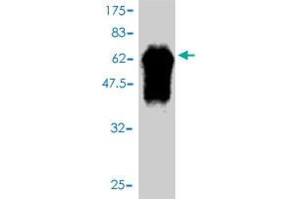 FBXO6 anticorps  (AA 1-293)