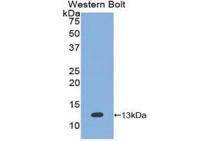 Western Blotting (WB) image for anti-Bone Morphogenetic Protein 7 (BMP7) (AA 293-431) antibody (ABIN1858162) (BMP7 anticorps  (AA 293-431))