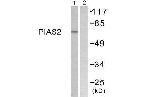 Western Blotting (WB) image for anti-Protein Inhibitor of Activated STAT, 2 (PIAS2) (N-Term) antibody (ABIN1848834) (PIAS2 anticorps  (N-Term))