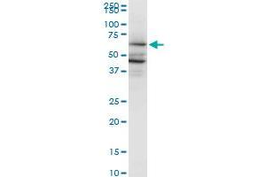 PAIP1 monoclonal antibody (M04A), clone 2D11. (PAIP1 anticorps  (AA 76-185))