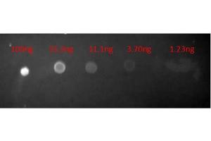 Dot Blot (DB) image for Goat anti-Mouse IgG (Heavy & Light Chain) antibody (Texas Red (TR)) - Preadsorbed (ABIN101745)