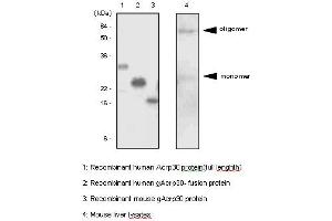 Western Blotting (WB) image for anti-Adiponectin (ADIPOQ) antibody (ABIN165375) (ADIPOQ anticorps)