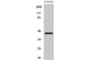 Western Blotting (WB) image for anti-Jun Proto-Oncogene (JUN) (Ser649) antibody (ABIN3183300) (C-JUN anticorps  (Ser649))