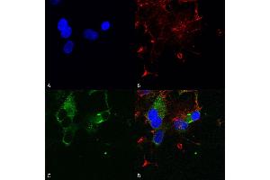 Immunocytochemistry/Immunofluorescence analysis using Mouse Anti-Cav1. (CACNA1D anticorps  (AA 859-875) (FITC))
