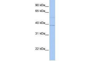 LOC642097 antibody used at 1 ug/ml to detect target protein. (LOC642097 anticorps  (N-Term))