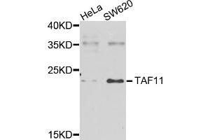 Western blot analysis of extracts of various cell lines, using TAF11 antibody (ABIN5975674) at 1/1000 dilution. (TAF11 anticorps)