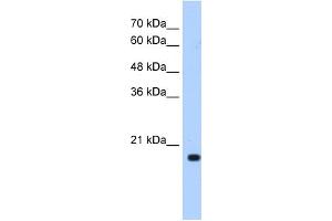 XTP3TPA antibody used at 0. (DCTPP1 anticorps  (N-Term))