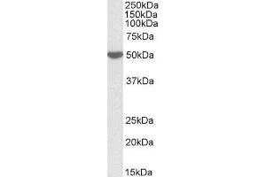 ABIN2563723 (0. (LSP1 anticorps  (C-Term))