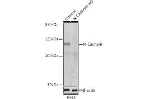 Western blot analysis of extracts from normal (control) and N-Cadherin knockout (KO) HeLa cells, using N-Cadherin antibody (ABIN1684127, ABIN1514384, ABIN5663657 and ABIN6213846) at 1:500 dilution. (N-Cadherin anticorps  (AA 450-550))