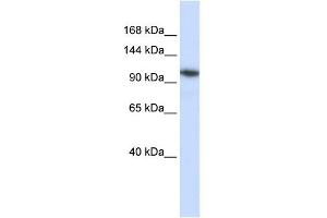 WB Suggested Anti-B4GALNT3 Antibody Titration:  0. (B4GALNT3 anticorps  (N-Term))