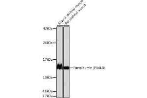 Western blot analysis of extracts of various cell lines, using Parvalbumin (PVALB) (PVALB) antibody (ABIN7269182) at 1:1000 dilution. (PVALB anticorps)