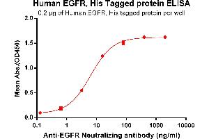 ELISA plate pre-coated by 2 μg/mL (100 μL/well) Human EGFR, His tagged protein (ABIN6964078, ABIN7042411 and ABIN7042412) can bind Anti-EGFR Antibody ABIN7093053 and ABIN7272583 in a linear range of 0. (EGFR Protein (AA 25-645) (His tag))