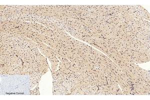 Immunohistochemical analysis of paraffin-embedded mouse heart tissue. (CREB1 anticorps  (pSer133))