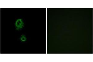 Immunofluorescence analysis of A549 cells, using MRGRG Antibody. (Mrgprg anticorps  (AA 231-280))