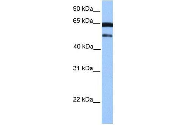 ZSCAN5B anticorps  (C-Term)