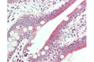 Anti-BMP6 antibody IHC staining of human small intestine. (BMP6 anticorps  (Biotin))