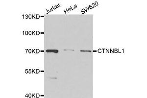Western blot analysis of extracts of various cell lines, using CTNNBL1 antibody. (CTNNBL1 anticorps)