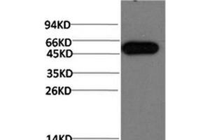 Western Blot analysis of Hela cells using ATG5 Monoclonal Antibody at dilution of 1:1000. (ATG5 anticorps)