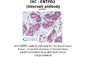 Image no. 1 for anti-Ectonucleoside Triphosphate diphosphohydrolase 2 (ENTPD2) (Internal Region) antibody (ABIN1734055) (ENTPD2 anticorps  (Internal Region))