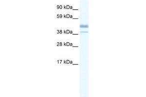 Western Blotting (WB) image for anti-Estrogen-Related Receptor beta (ESRRB) antibody (ABIN2460265) (ESRRB anticorps)