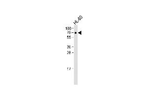 Western Blotting (WB) image for anti-CD63 (CD63) (AA 163-190), (C-Term) antibody (ABIN651526)