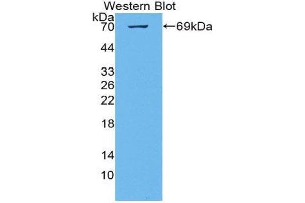 KIAA1524 anticorps  (AA 230-560)