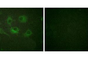 Peptide - +Immunofluorescence analysis of HuvEc cells, using Claudin 3 antibody (#30024). (Claudin 3 anticorps)