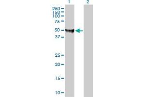 Western Blot analysis of FDXR expression in transfected 293T cell line by FDXR MaxPab polyclonal antibody. (Ferredoxin Reductase anticorps  (AA 1-491))