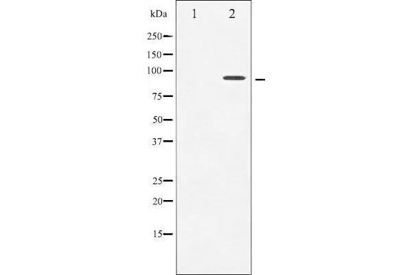 TRKA anticorps  (pTyr681, Tyr680)