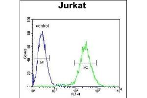NOL9 Antibody (C-term) (ABIN1881582 and ABIN2843122) flow cytometric analysis of Jurkat cells (right histogram) compared to a negative control cell (left histogram). (NOL9 anticorps  (C-Term))