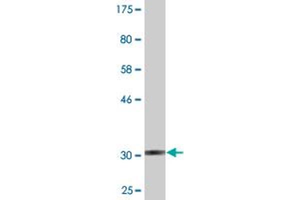 G Protein-Coupled Receptor 182 anticorps  (AA 1-54)