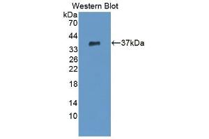 Detection of Recombinant CPSF1, Human using Polyclonal Antibody to Cleavage And Polyadenylation Specific Factor 1 (CPSF1) (CPSF1 anticorps  (AA 1-300))