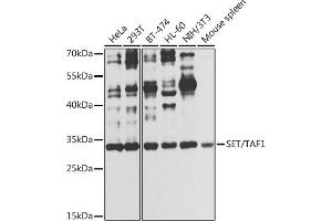 Western blot analysis of extracts of various cell lines, using SET/T antibody (ABIN6131351, ABIN6147629, ABIN6147632 and ABIN6216153) at 1:1000 dilution. (SET/TAF-I anticorps  (AA 146-277))