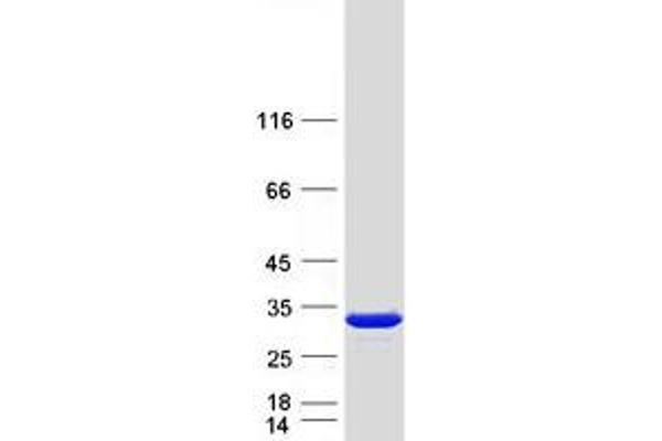 PRTFDC1 Protein (Myc-DYKDDDDK Tag)