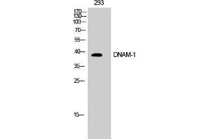 Western Blot (WB) analysis of COS7 cells using DNAM-1 Polyclonal Antibody. (CD226 anticorps  (Tyr570))