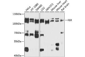 Western blot analysis of extracts of various cell lines, using FER antibody  at 1:1000 dilution. (FER anticorps  (AA 200-450))