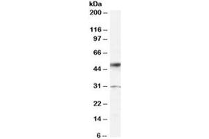 Western blot testing of human placenta lysate with ATF2 antibody at 0. (ATF2 anticorps)