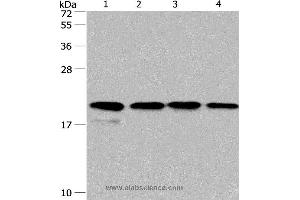 Western blot analysis of PC3 and 293T cell, human liver cancer tissue and hela cell, using PPIF Polyclonal Antibody at dilution of 1:500 (PPIF anticorps)