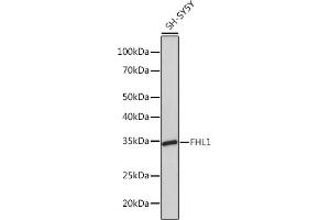Western blot analysis of extracts of SH-SY5Y cells, using FHL1 Rabbit mAb (ABIN1680536, ABIN3019332, ABIN3019333 and ABIN7101753) at 1:1000 dilution. (FHL1 anticorps)