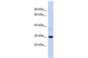 C1ORF74 anticorps  (N-Term)