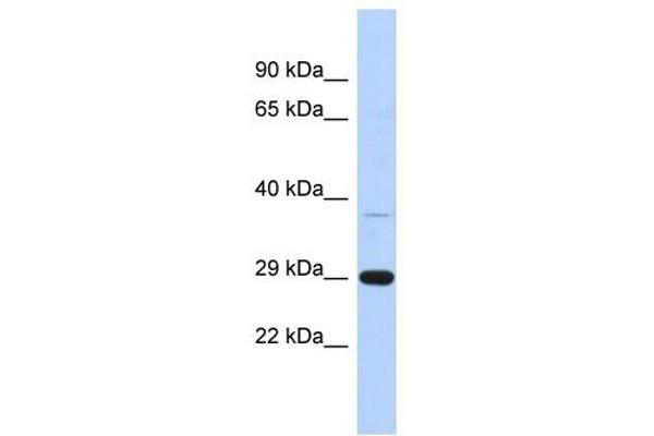 C1ORF74 anticorps  (N-Term)