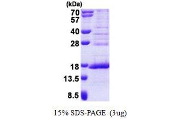 FAM119A Protein (AA 93-218) (His tag)