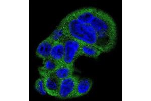 Immunofluorescence (IF) image for anti-Fibrinogen gamma Chain (FGG) antibody (ABIN3003142) (FGG anticorps)