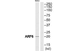 Western blot analysis of extracts from COLO205 cells, using ARF6 antibody. (ARF6 anticorps  (Internal Region))