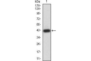 Western Blotting (WB) image for anti-Cell Division Cycle 37 Homolog (S. Cerevisiae) (CDC37) (AA 241-378) antibody (ABIN5918060) (CDC37 anticorps  (AA 241-378))