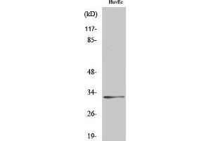 Western Blot (WB) analysis of specific cells using Ribosomal Protein S6 Polyclonal Antibody. (RPS6 anticorps  (Thr821))