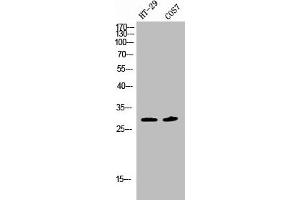 Western Blot analysis of HT29 COS7 cells using Phospho-SNAI 1 (S246) Polyclonal Antibody (SNAIL anticorps  (pSer246))